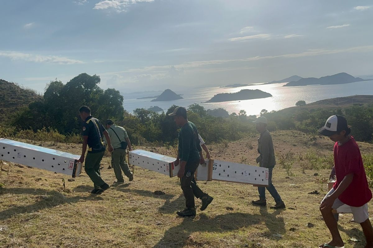 BBKSDA NTT lepasliarkan enam biawak komodo di Cagar Alam Wae Wuul