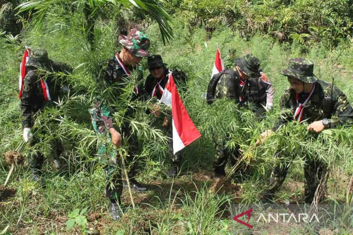 FOTO - Operasi ladang ganja BNN-RI dalam rangka HUT ke-78 RI