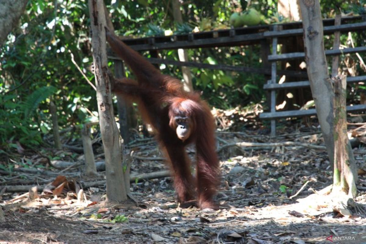 BKSDA Kalteng-BOS lepasliarkan 515 orang utan hingga 2023