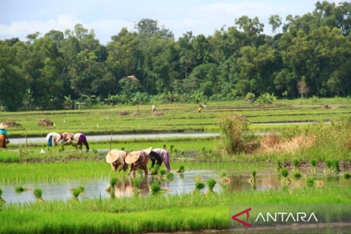 Pemkab Bangkalan tertibkan alur distribusi pupuk bersubsidi