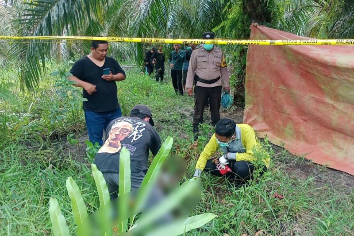 Pamit temui suami, wanita paruh baya di Rohil ditemukan tewas di kebun sawit