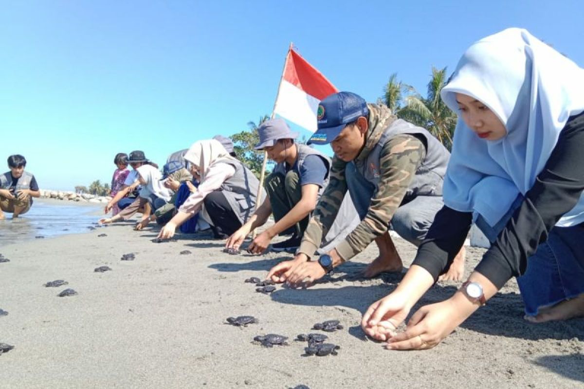 Aktivis lingkungan Polewali Mandar Sulbar lepasliarkan ratusan anak penyu