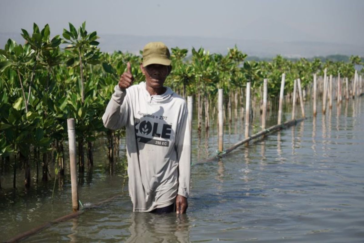 Pertamina Patra Niaga JBT tanam mangrove dan cemara laut di Semarang