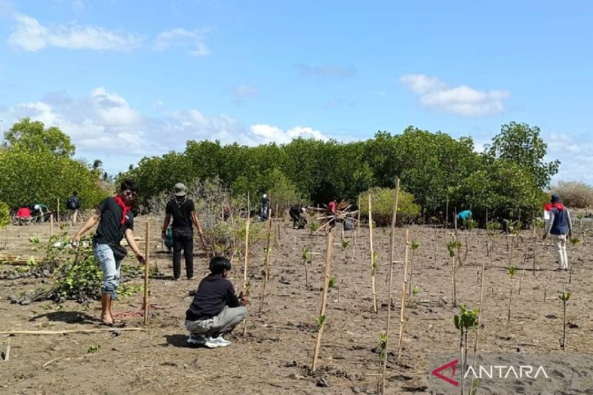 Wapala Unram memeriahkan HUT RI dengan tanam mangrove di Sekotong