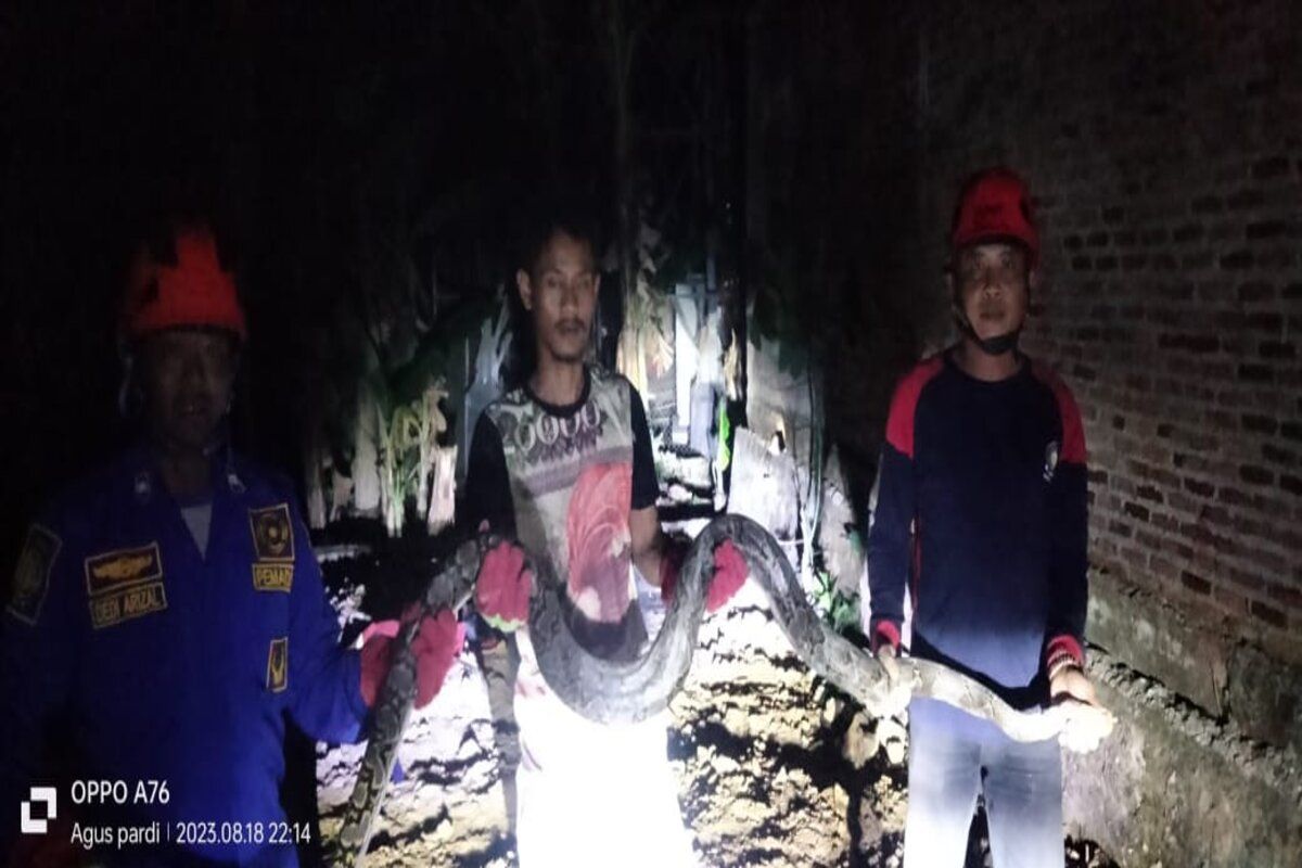 Petugas damkar Lampung Selatan tangkap ular sanca di pemukiman warga