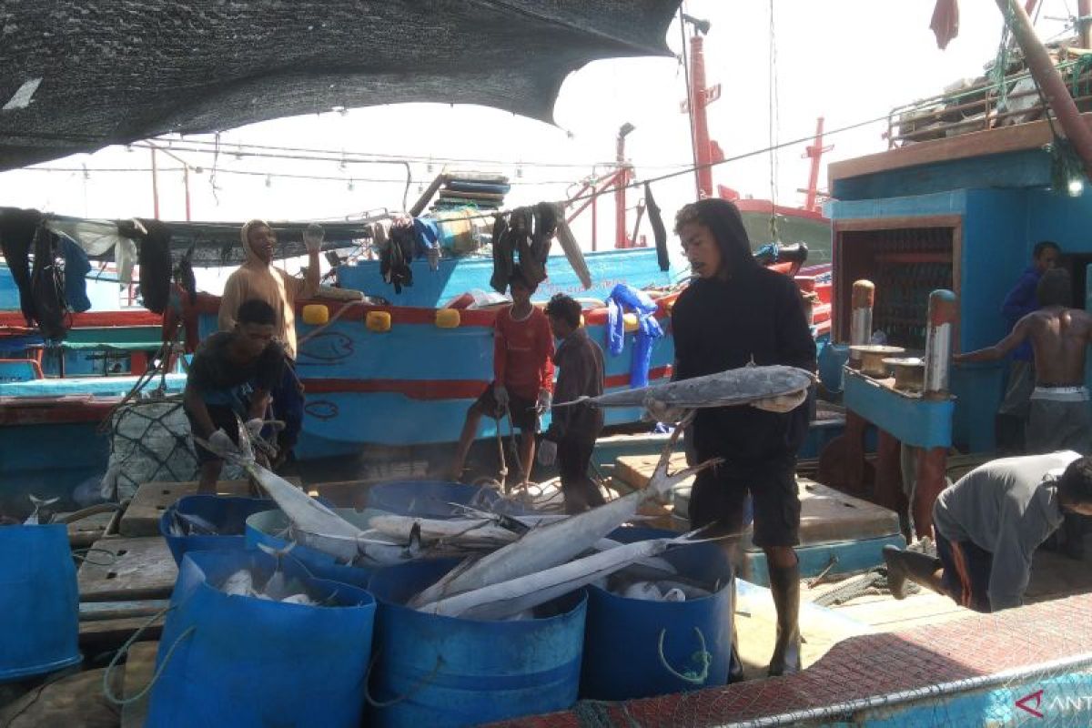 PPN catat ikan tangkap di Benoa mayoritas diekspor