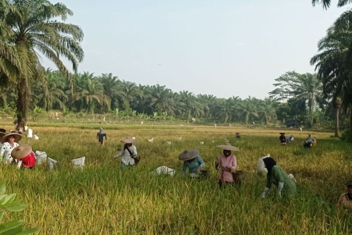 Petani Lebak panen padi 5.500 hektar saat musim kemarau