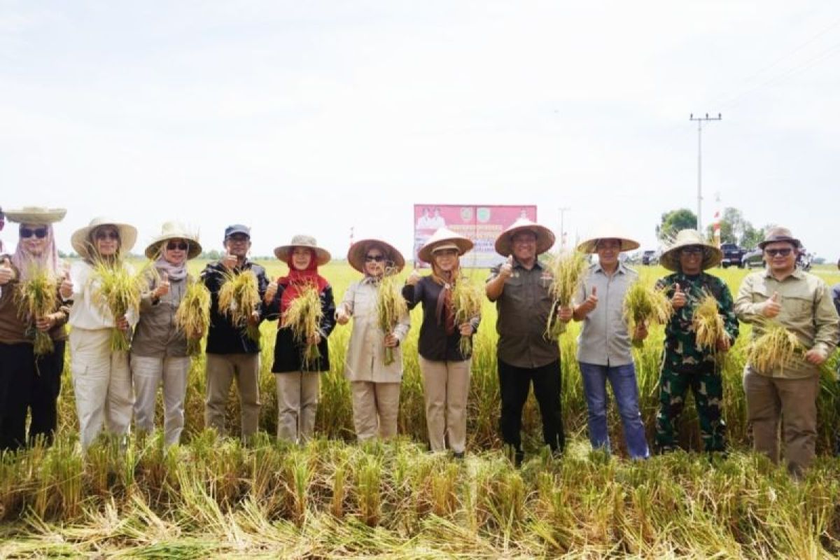 Perkuat pengendalian inflasi, pemprov panen perdana Padi Varietas IR-42/PB-42