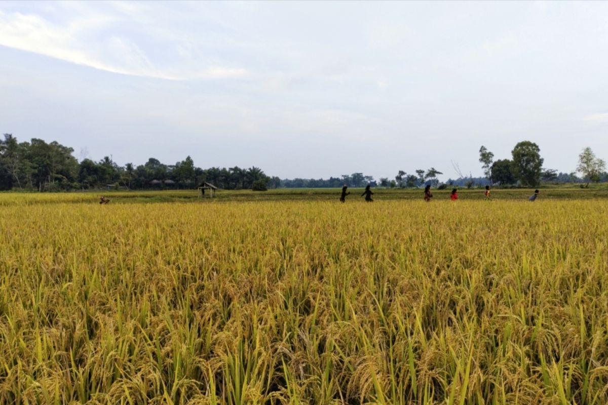 Pemprov Lampung bangun jaringan irigasi air tanah antisipasi kemarau