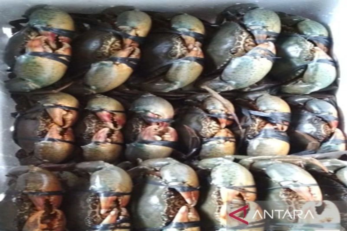Kepiting bakau Maluku tembus pasar ASEAN