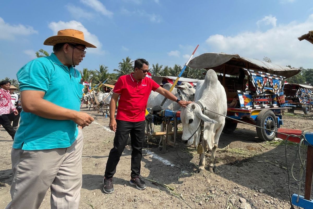 Pangrekso Andhini bersama FKH UGM adakan Festival Gerobak Sapi