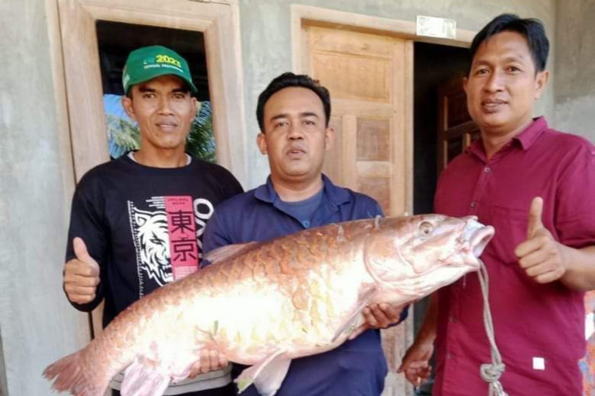 Dua hari usai Bung Desa Warga tangkap ikan jurung seberat 21 Kg di Kualaberingin