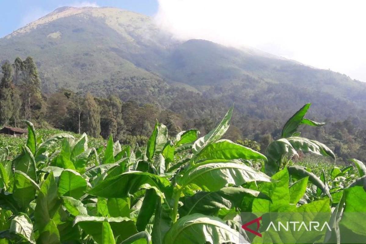 Lembutan Temanggung berdayakan UMKM pengolah tembakau