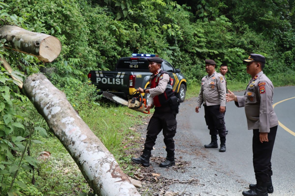 Polisi singkirkan pohon tumbang ganggu jalan utama di Lampung Barat