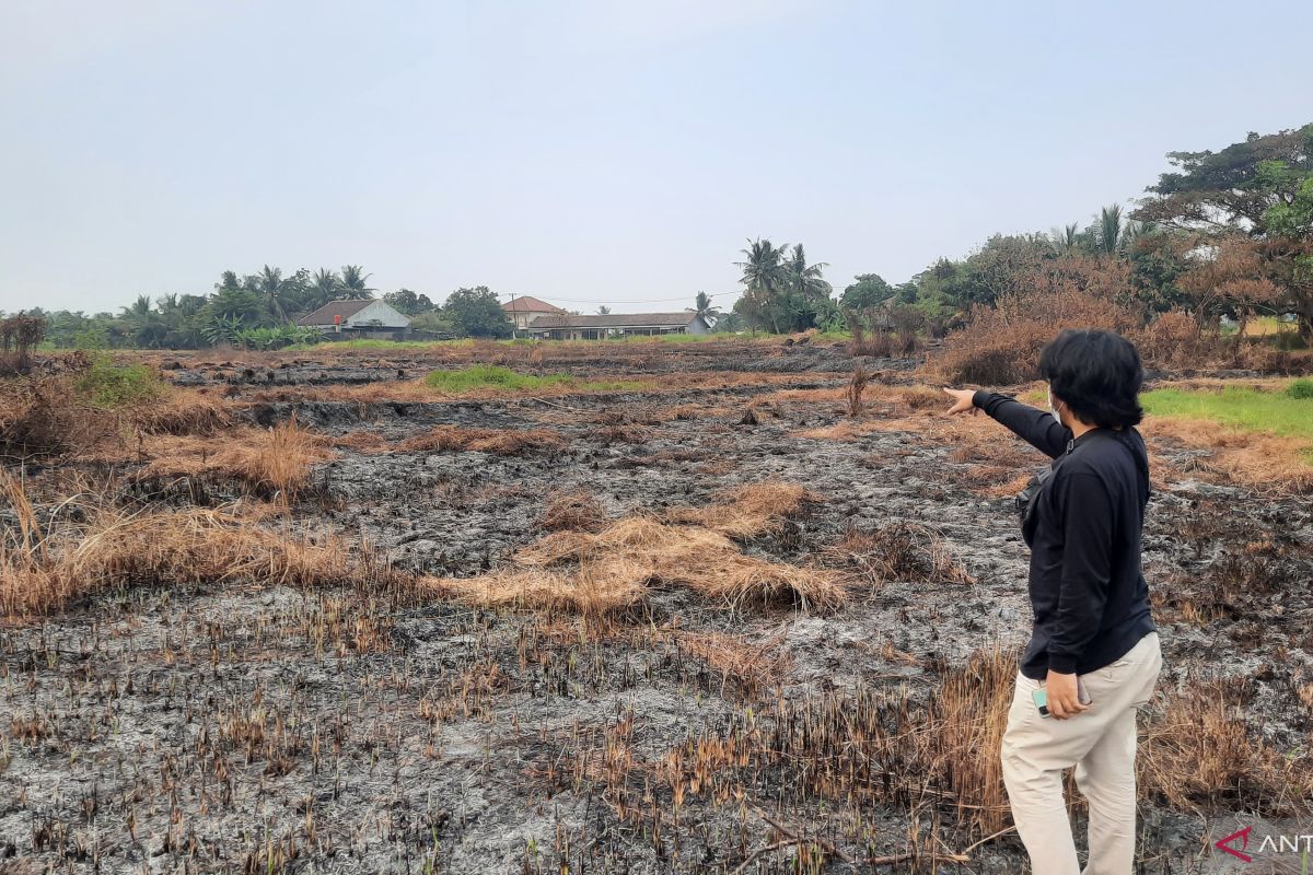 Sawah seluas tiga hektar di Kabupaten Tangerang terbakar