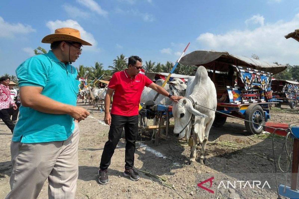 Motivasi peternak, Pangrekso Andhini-UGM gelar Festival Gerobak Sapi