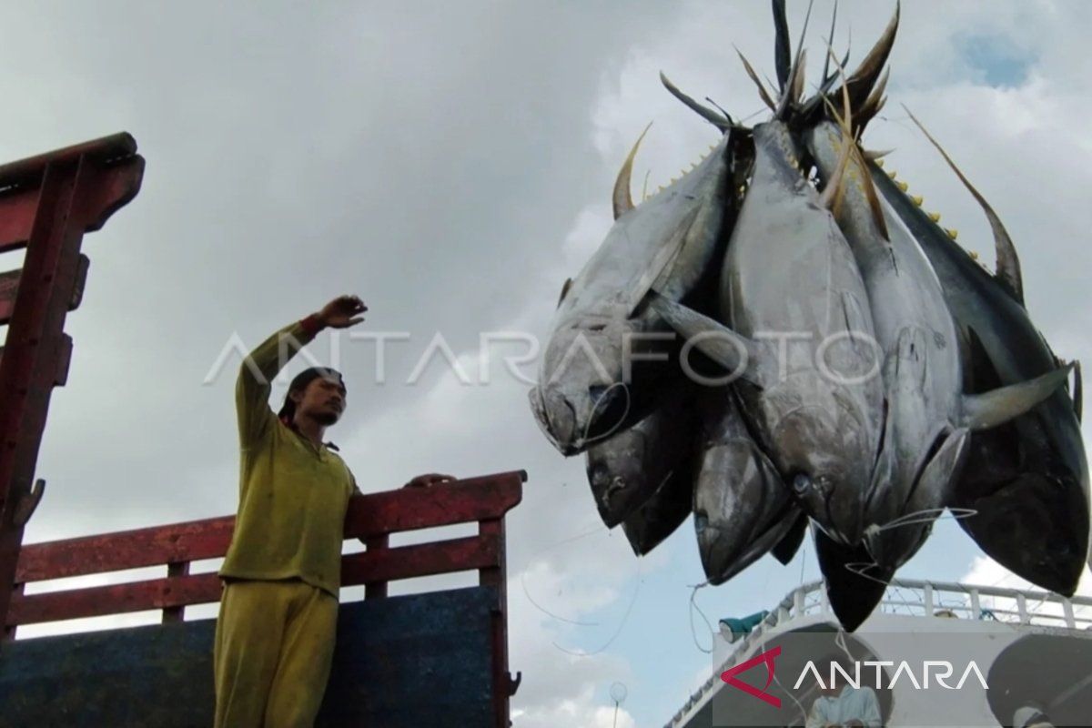 Mengerek cuan dari tuna sirip biru selatan