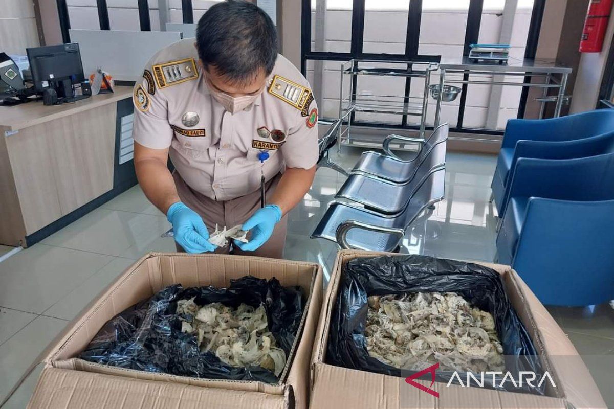 Quarantine checks 160 kg swallow's nest delivery from Kotabaru