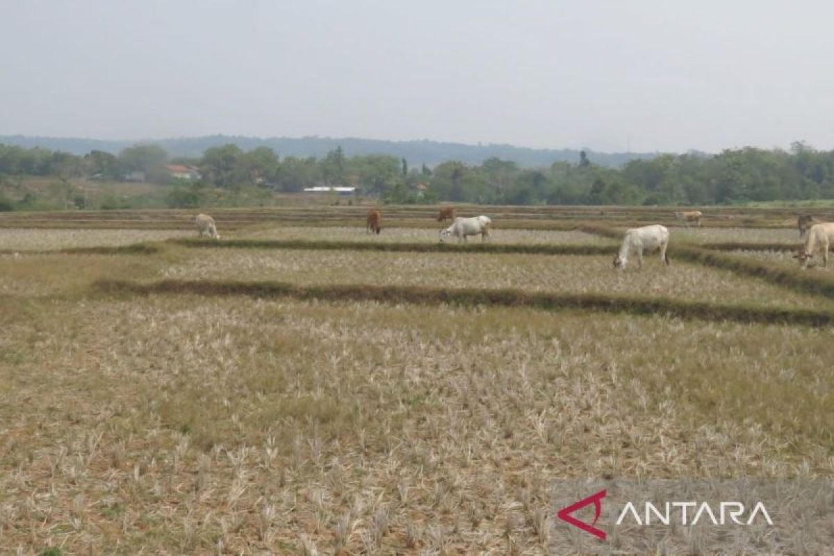Pemkab Bogor asuransikan 11 ribu hektar lahan pertanian antisipasi gagal panen