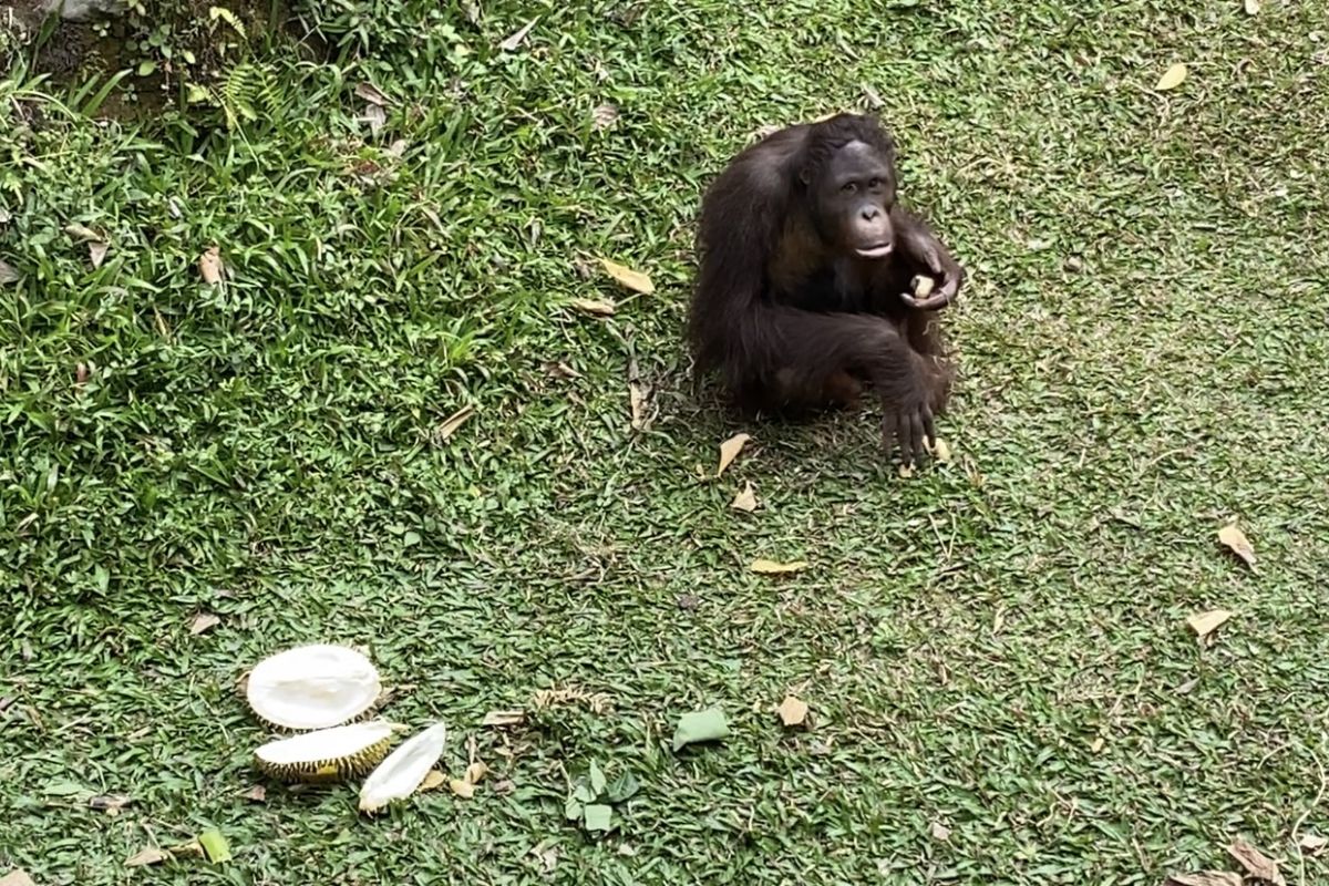Taman Safari Prigen berikan tumpeng durian sambut World Orangutan Day