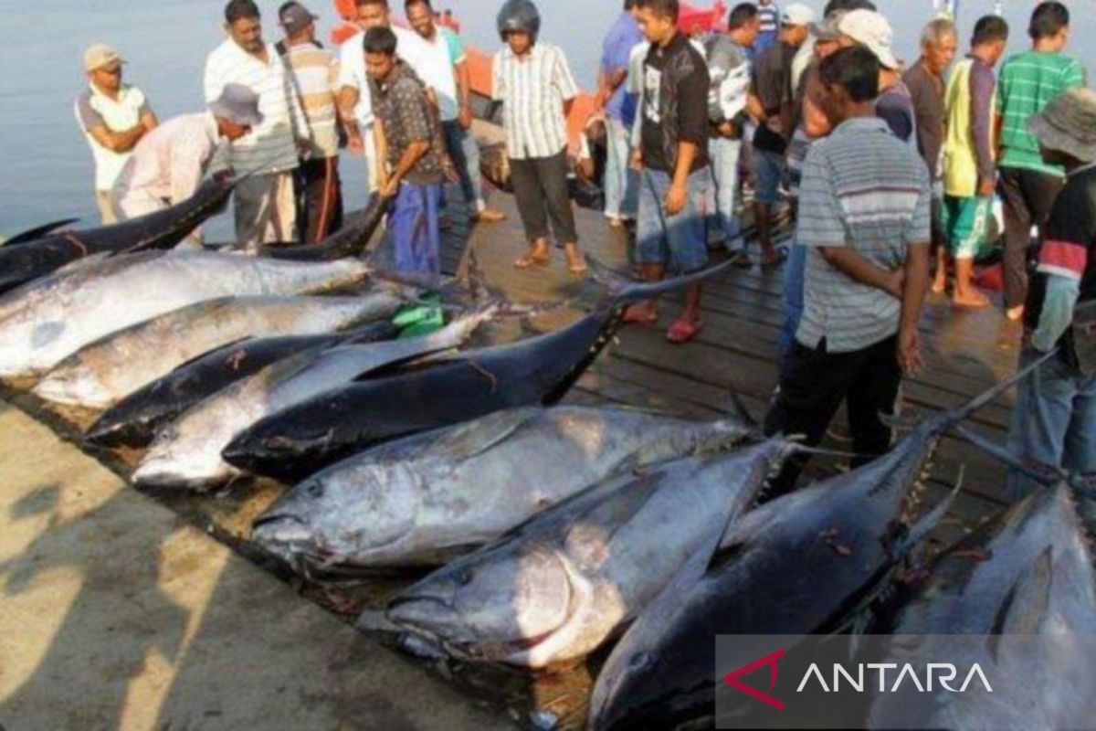 BKIPM : permintaan ekspor perikanan Maluku meningkat pesat ke China