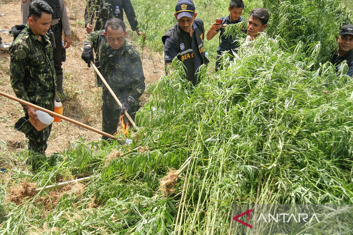 FOTO - Operasi lanjutan pemusnahan ladang ganja di Aceh