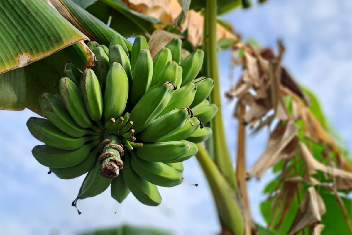 Serat dalam pisang ternyata bisa atur tekanan darah