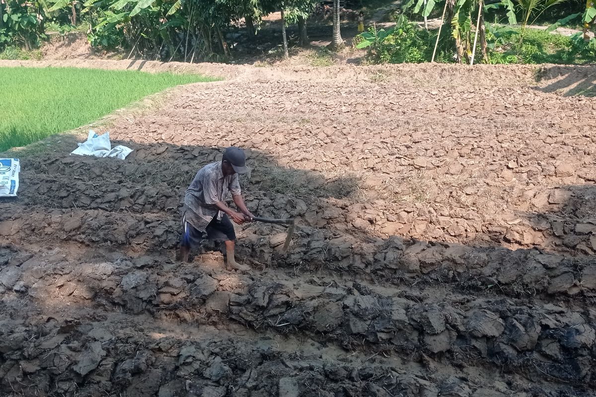 Petani Lebak mulai maksimalkan tanam sayuran