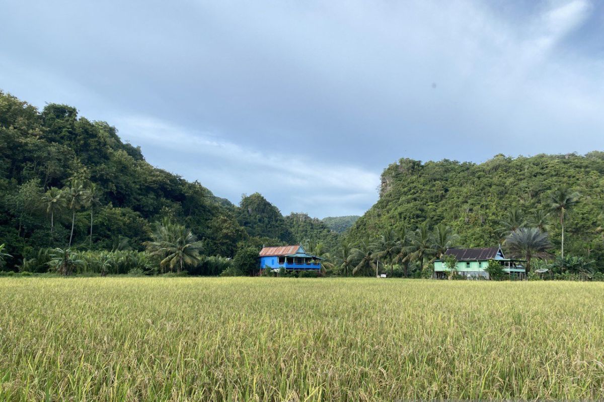 Sebanyak 8.000 hektare sawah di Wajo Sulsel terancam puso