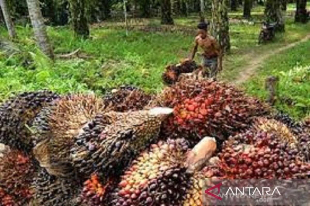 Harga TBS sawit di Sulawesi Tenggara bervariasi Rp1.700-Rp2.000 per kg