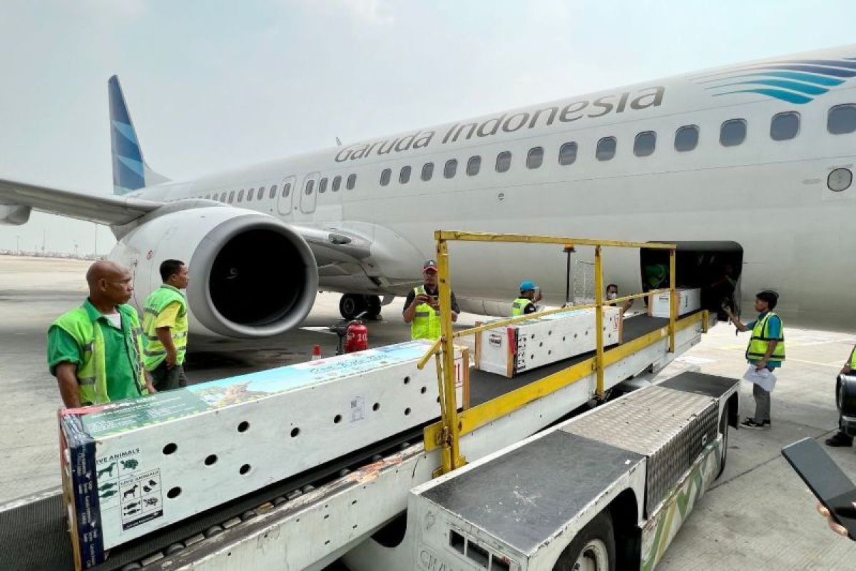 Garuda Indonesia bersiap merger dengan Pelita Air