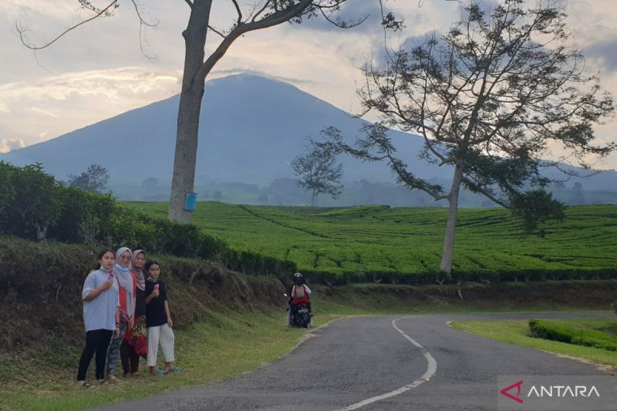 Wisata kebun teh sekitar Gunung Dempo Pagaralam masih aman dari dampak erupsi