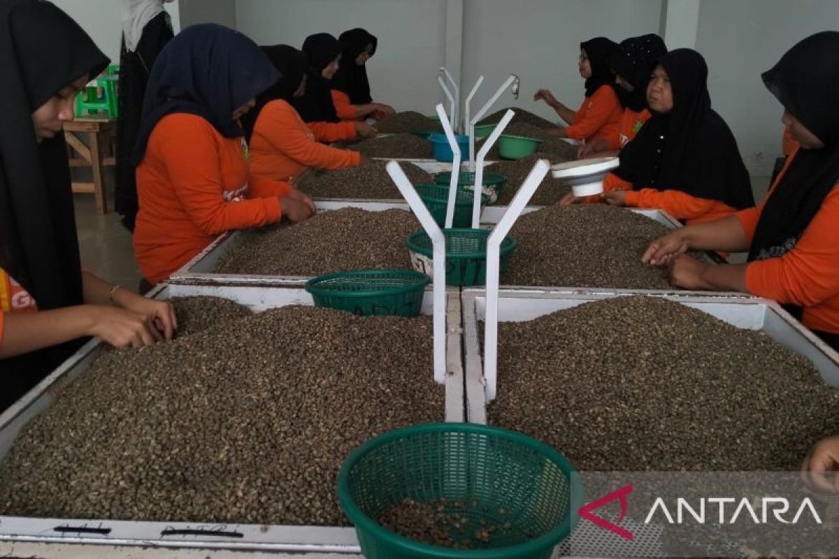 Bea Cukai: Italia butuh 60 ribu ton kopi dari Aceh