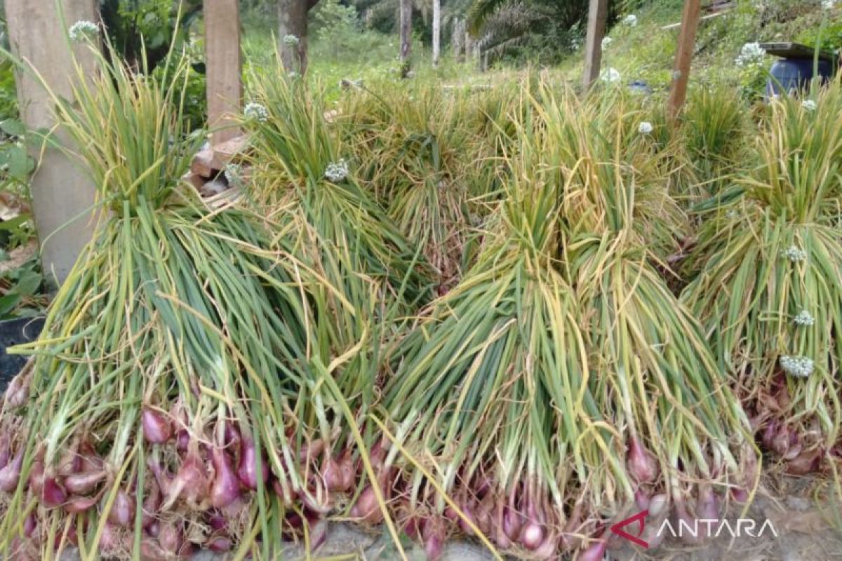 Polisi rangkul pemkab kembangkan tanaman bawang di Mukomuko