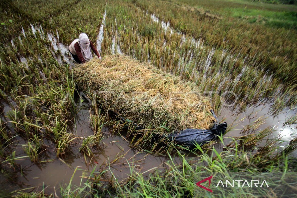 Seluas 865 Ha lahan padi dan jagung gagal tanam akibat banjir di Agara