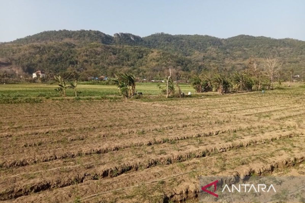 DKPP sebut lahan pertanian di Bantul masih aman dari kekeringan