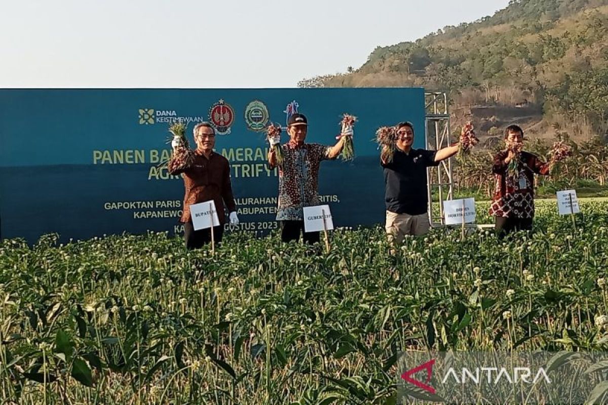 Gubernur DIY panen perdana bawang merah agro-electrifying di Bantul