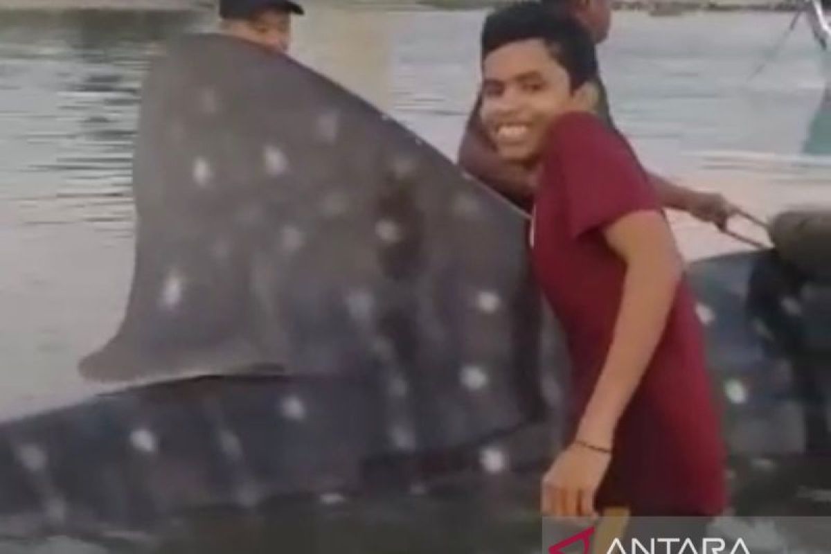 Hiu tutul raksasa terperangkap jala nelayan di Lamreh Aceh Besar