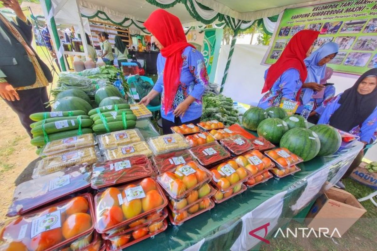 Polbangtan Manokwari kembangkan pertanian organik di Sumberboga, Masni