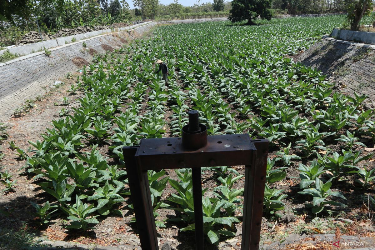 Para petani tembakau di Jatim harap kejelasan pembagian dana cukai tembakau
