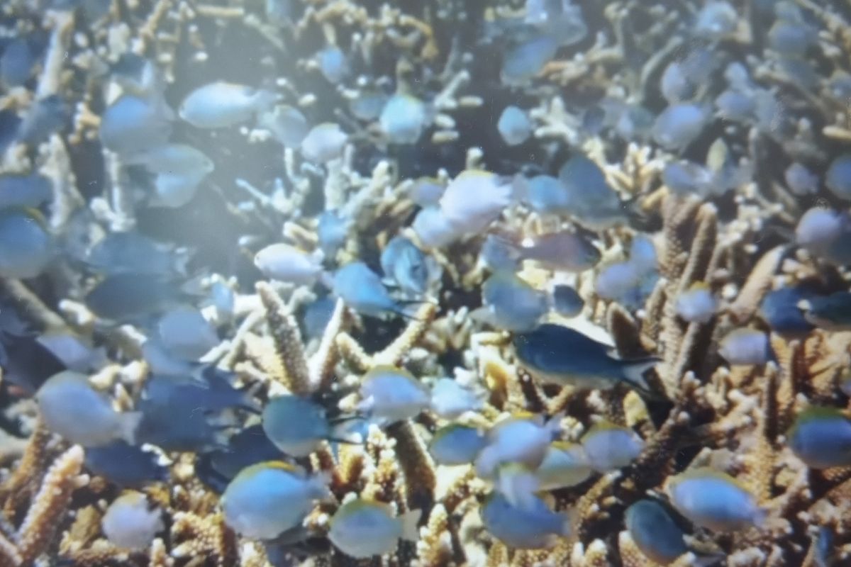 Ikan di perairan Bontosua melimpah setelah pemulihan ekosistem terumbu karang