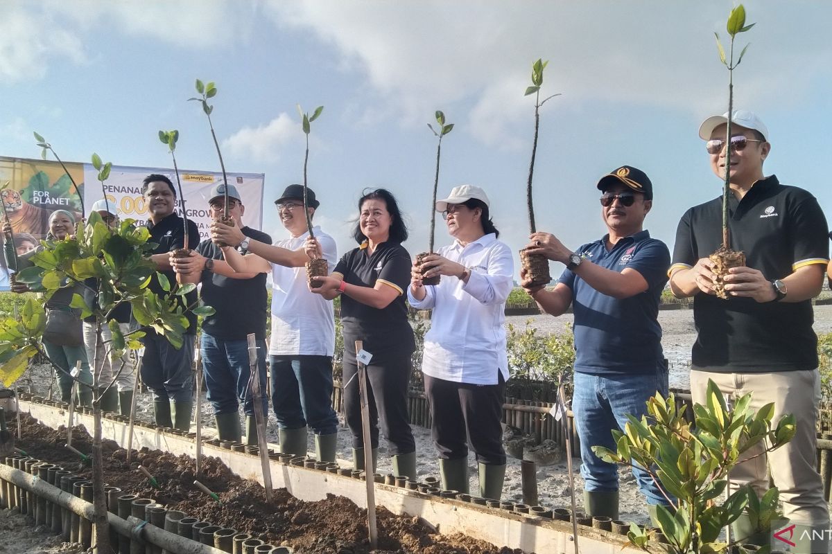 Maybank Indonesia tanam 2.000 bibit mangrove di Benoa