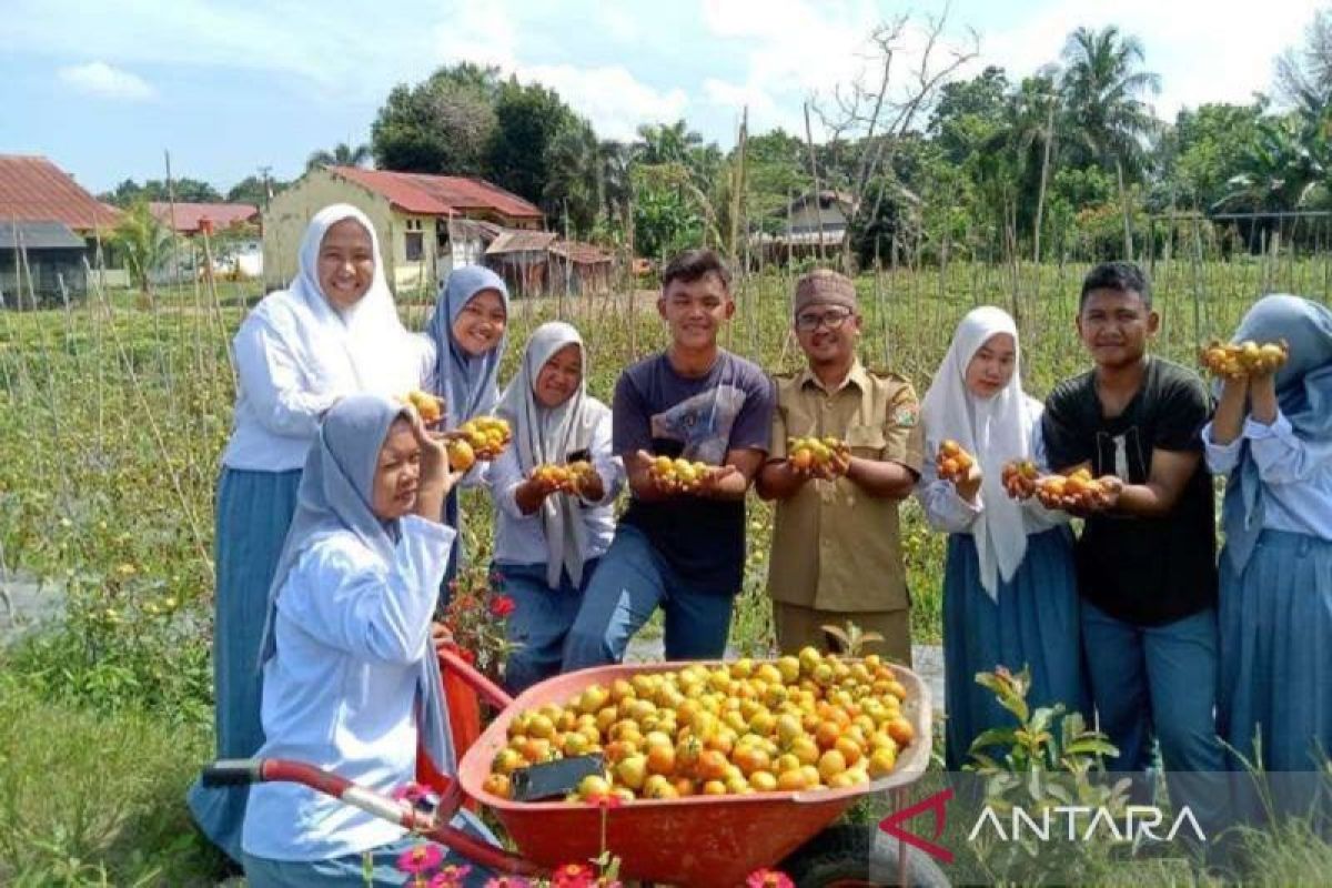 SMK di Sultra panen tomat ratusan Kg program Merdeka Belajar