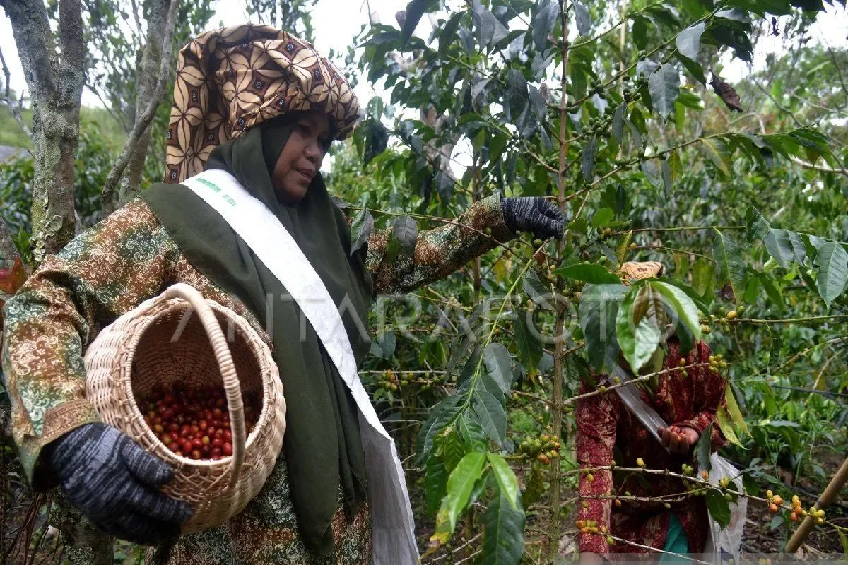 Pengusaha Aceh Tengah ekspor kopi ke 15 negara