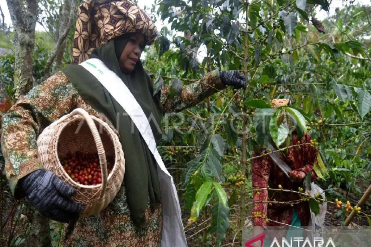 Pebisnis kopi Aceh Tengah sudah melakukan ekspor ke 15 negara