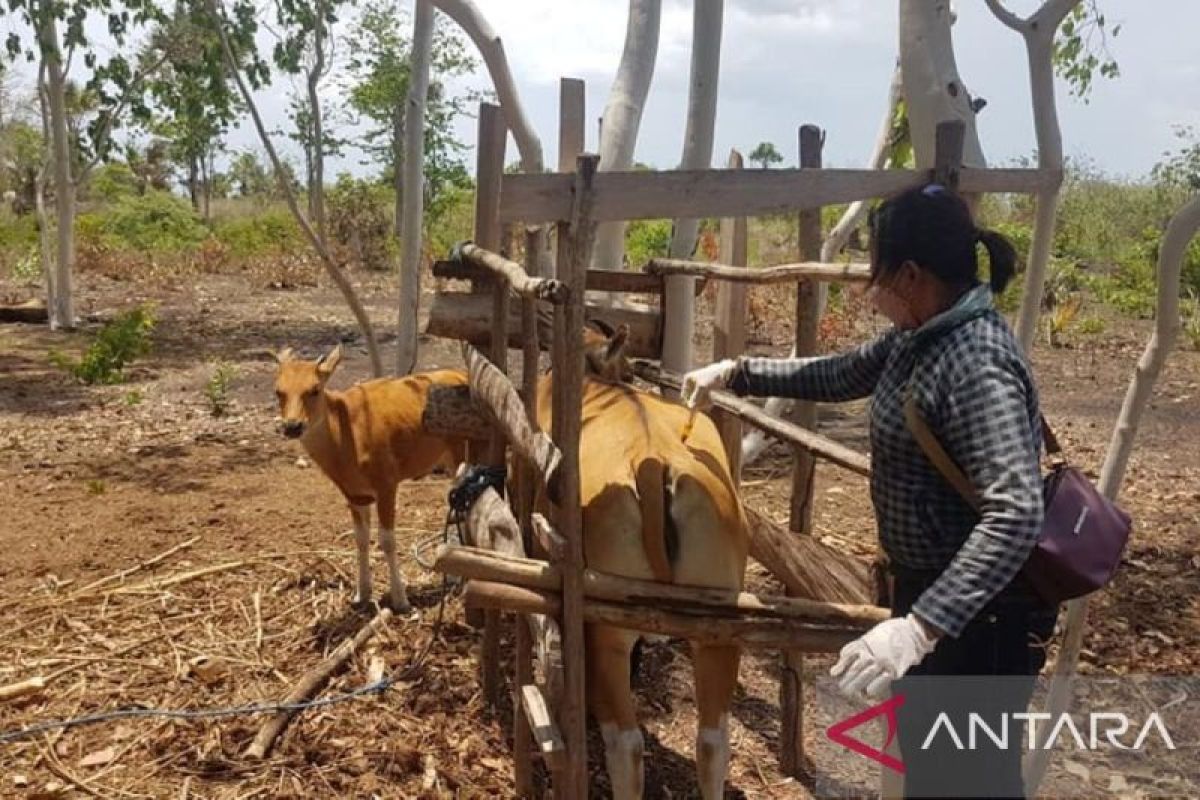Timor Tengah Utara beri bantuan bibit sapi kepada warga miskin