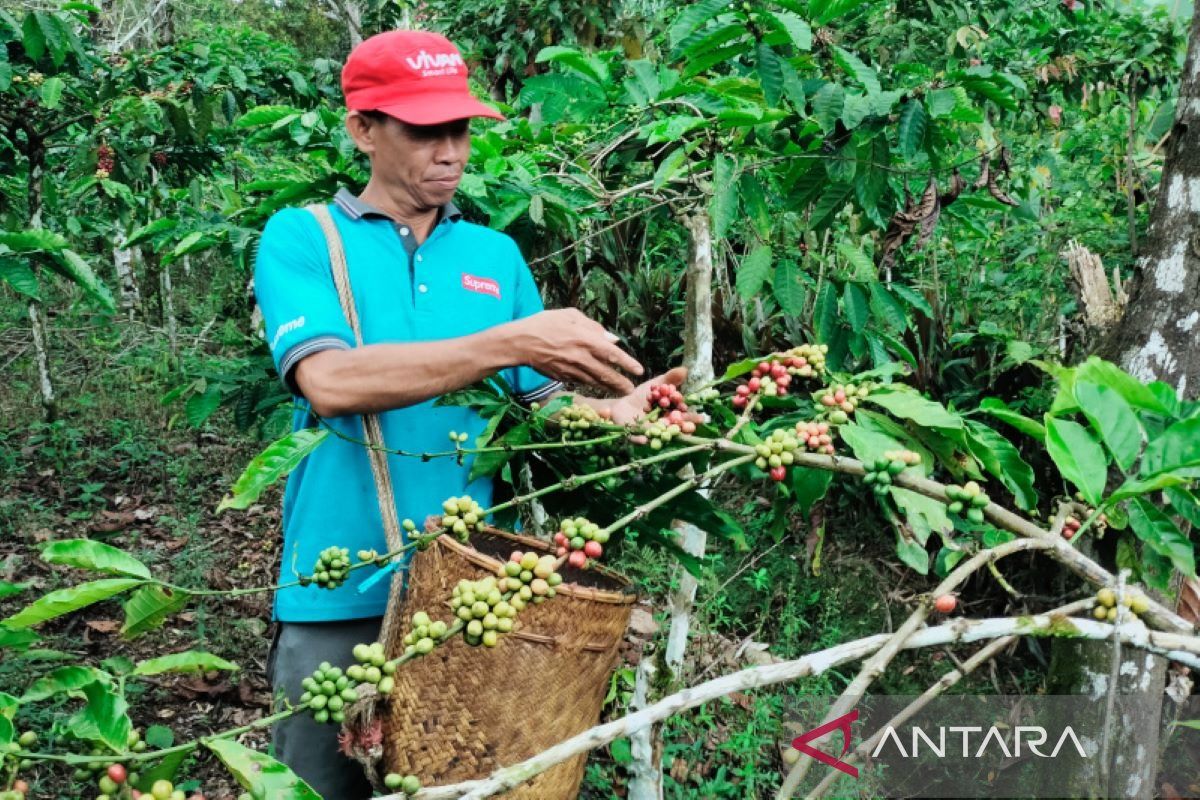 Jadi andalan, produksi biji kopi Rejang Lebong per tahun 16.771,5 ton