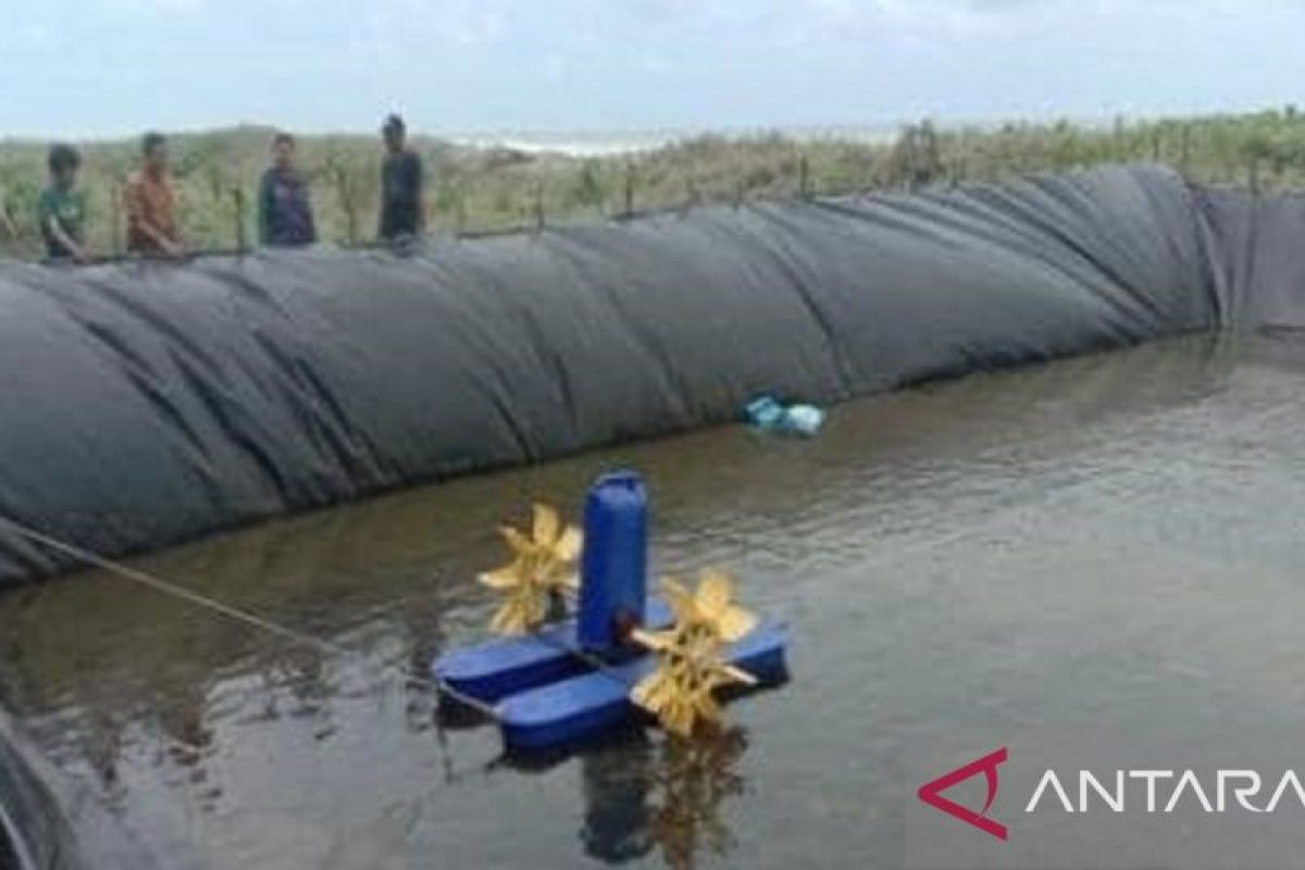 Diskan Kabupaten Sukabumi dongkrak produktivitas udang vaname