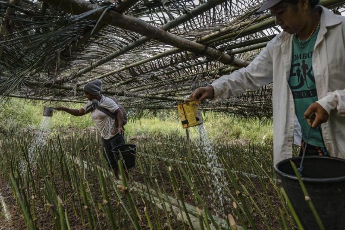 Yayasan Bambu sebut 10 kabupaten di NTT potensi kembangkan agroekologi