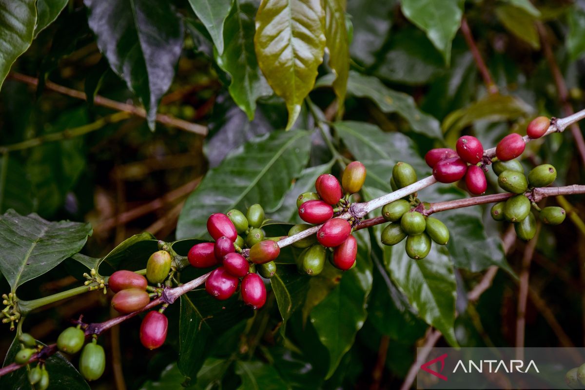 FOTO - Kopi dan Tembakau Gayo